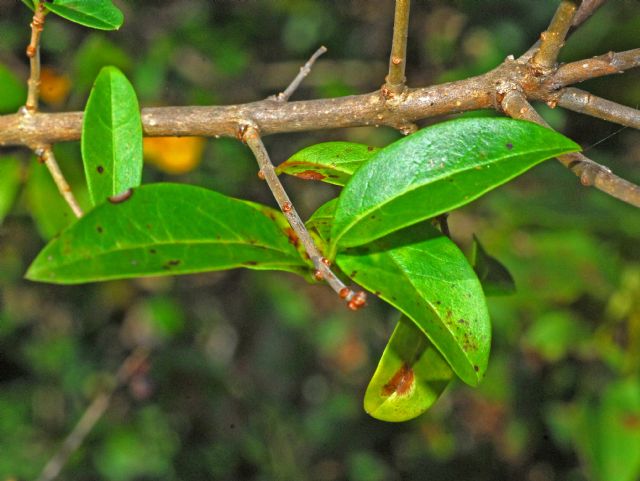 Delle bacche nere: Ligustrum vulgare (Oleaceae)